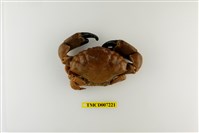 藏品(光手滑面蟹)的圖片